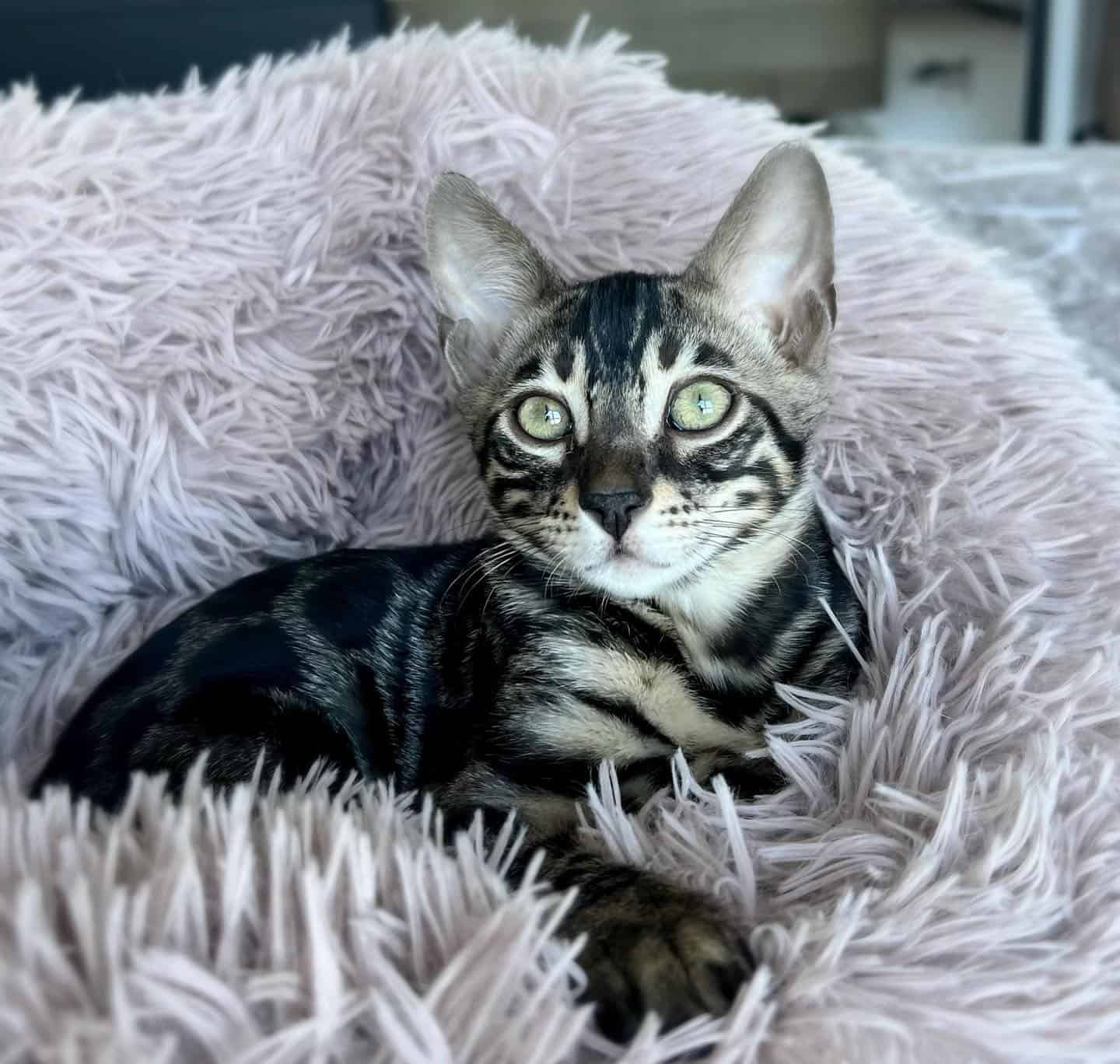 black bengal cat laying on the cosy blanket