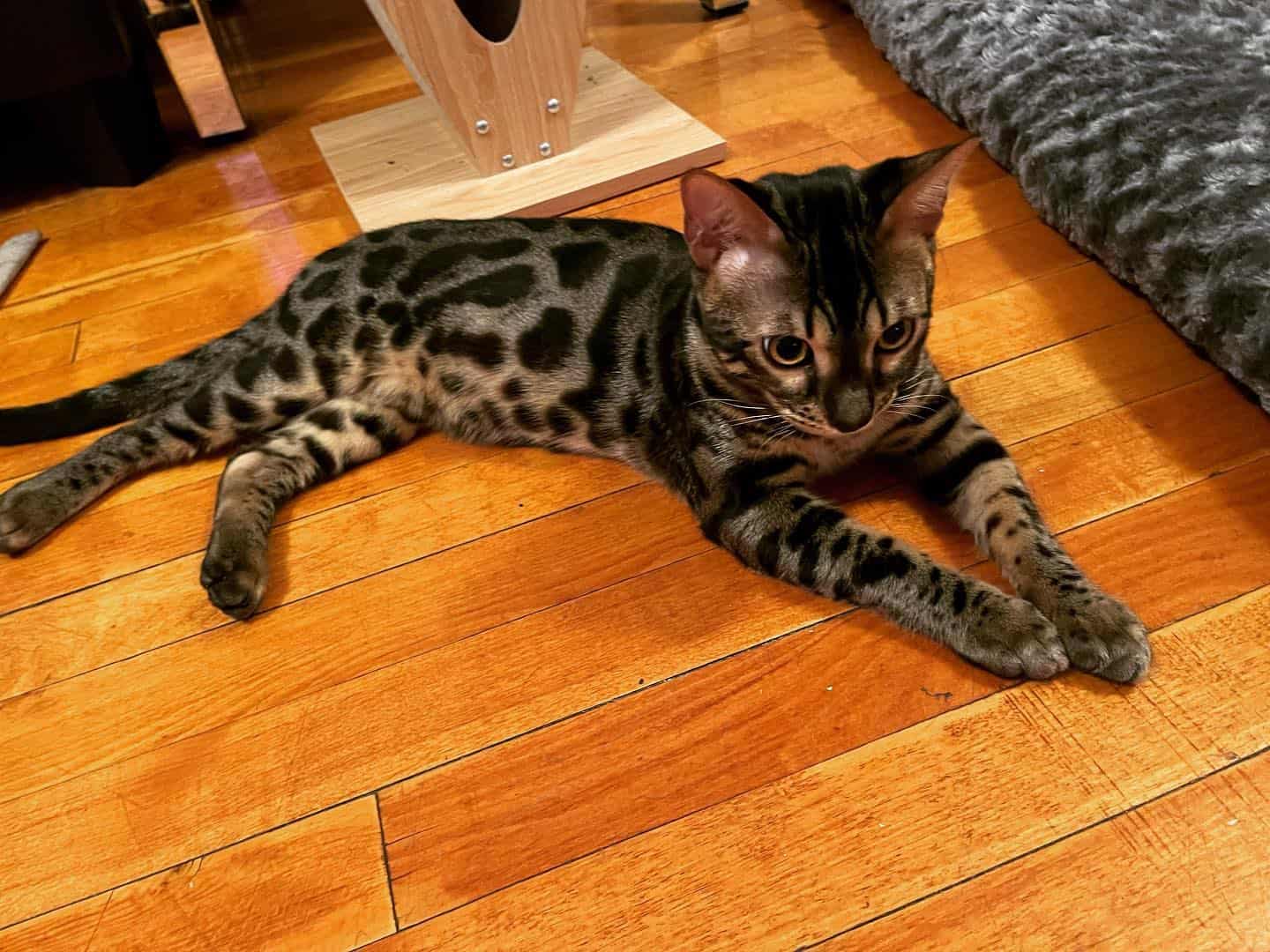 black bengal cat laying on the floor