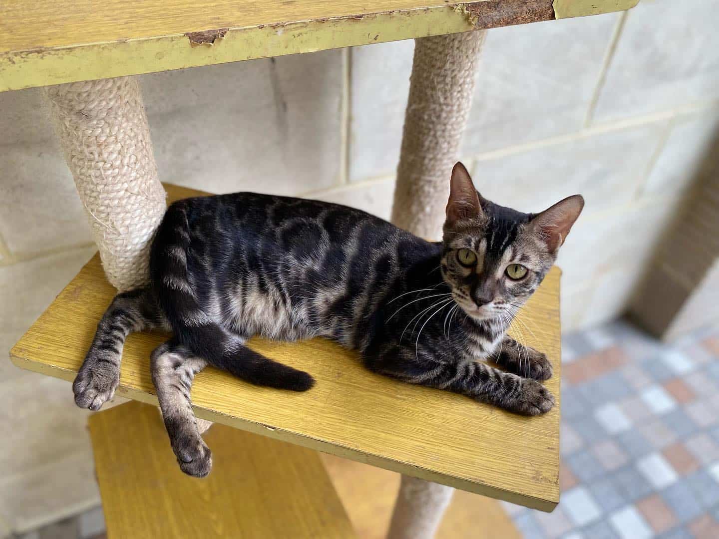 black bengal cat on the cat dip