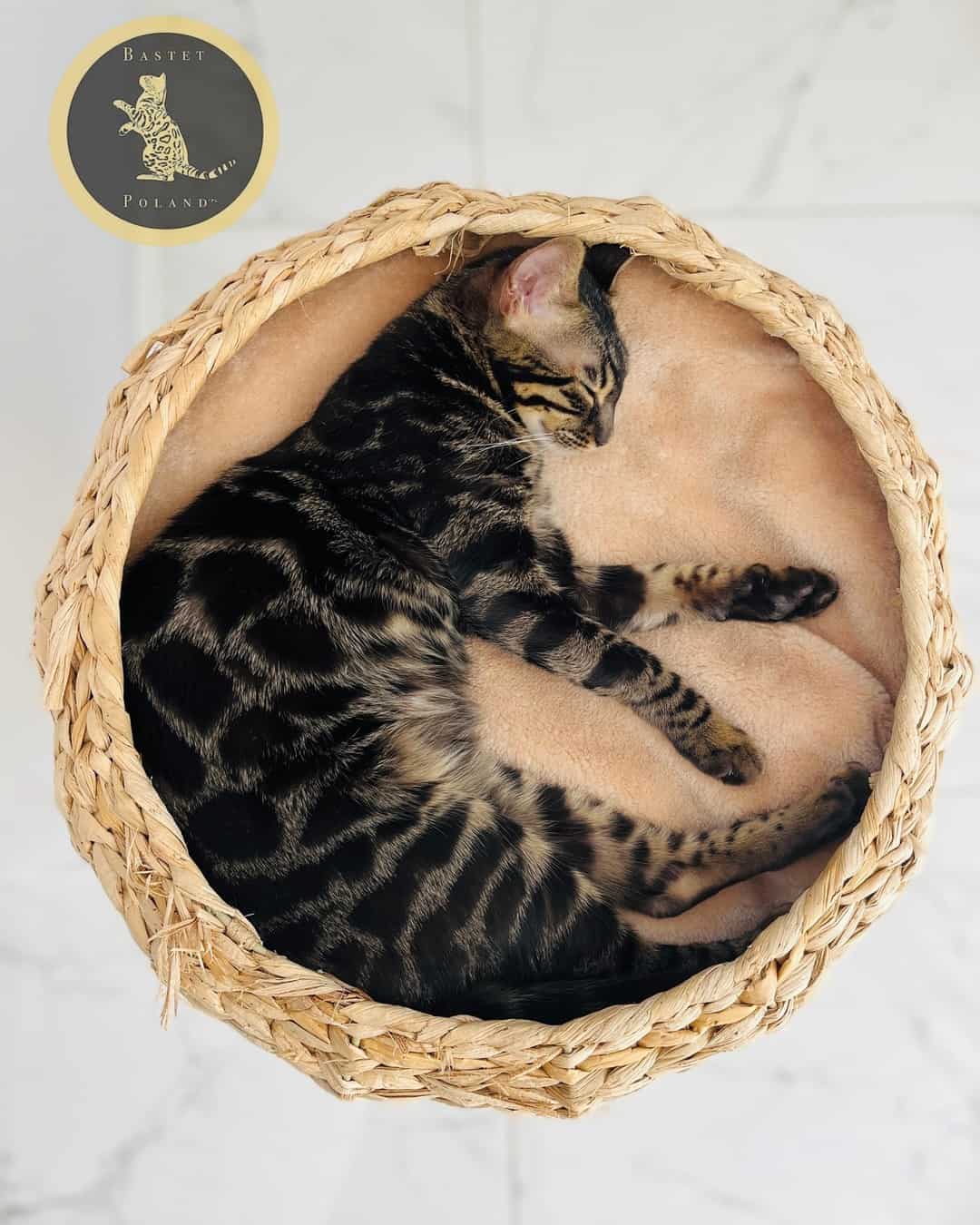black bengal cat sleeping in a cat bed
