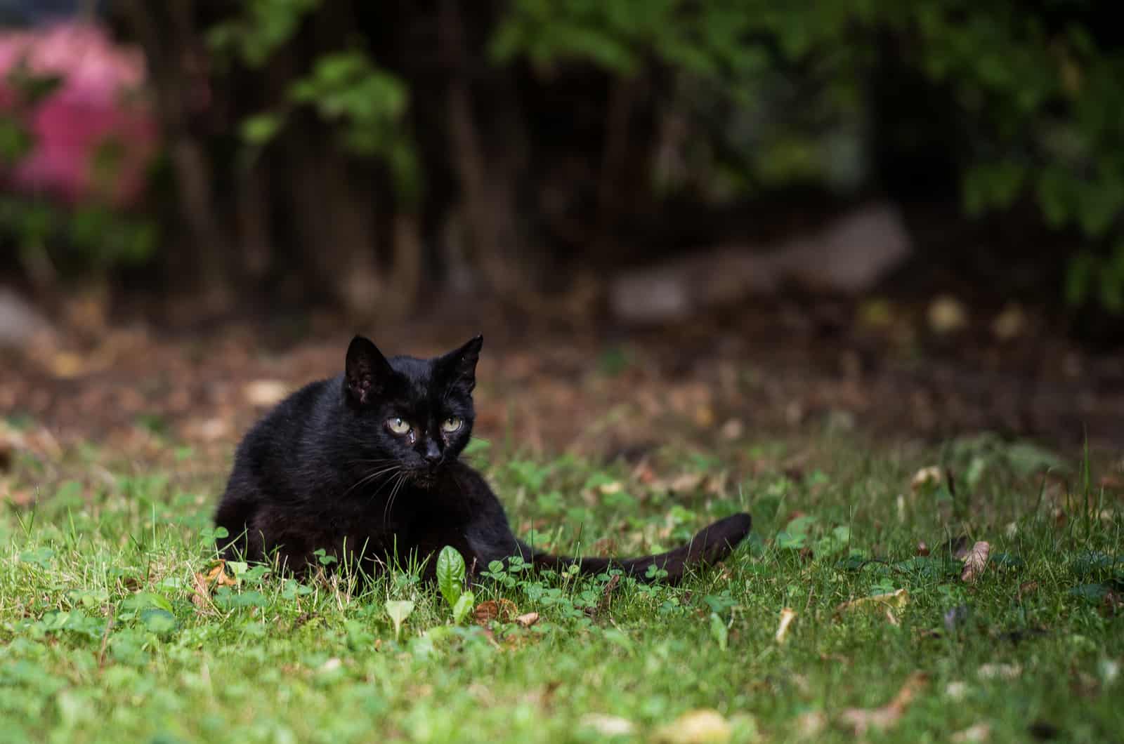 black cat lying on grass