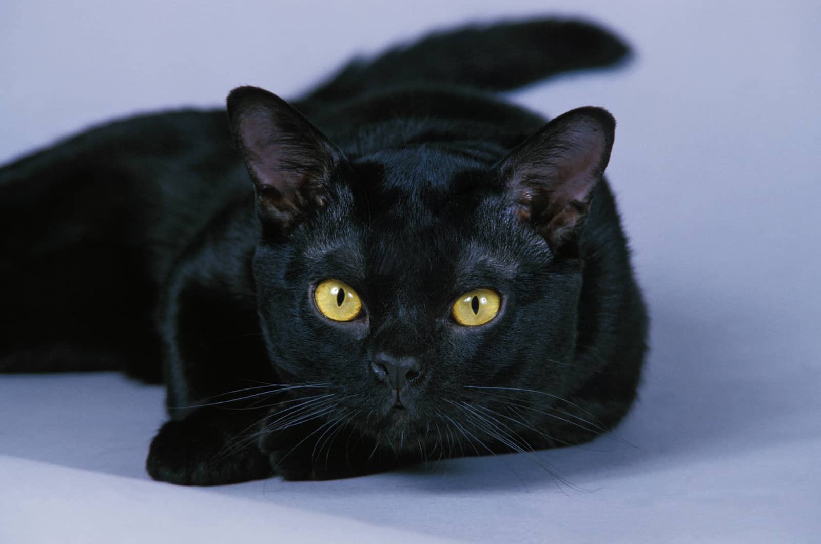 black bombay cat with round eyes 