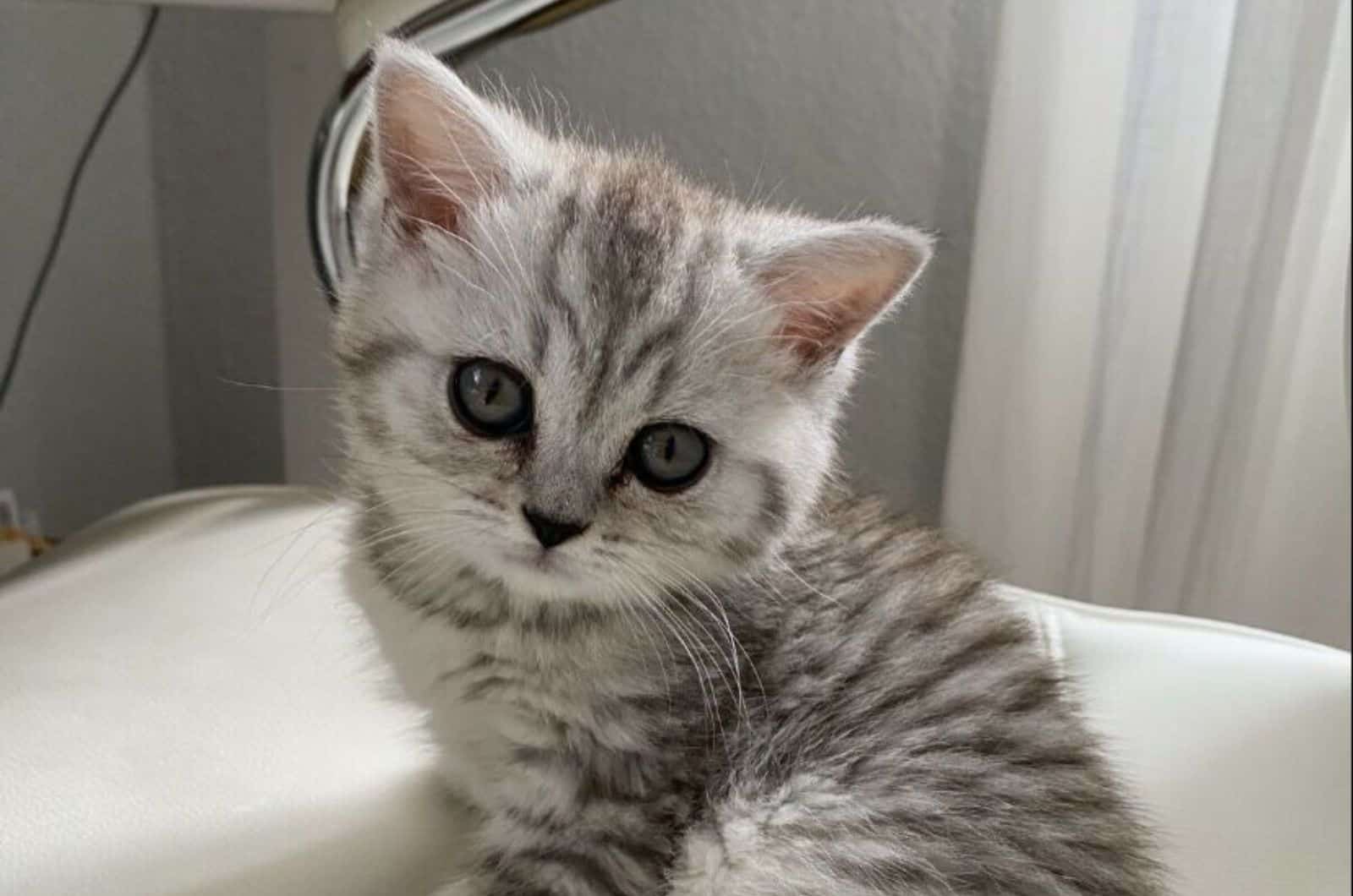 british shorthair kitten