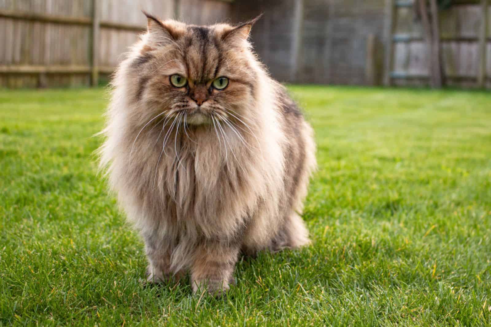 brown persian cat standing on the grass