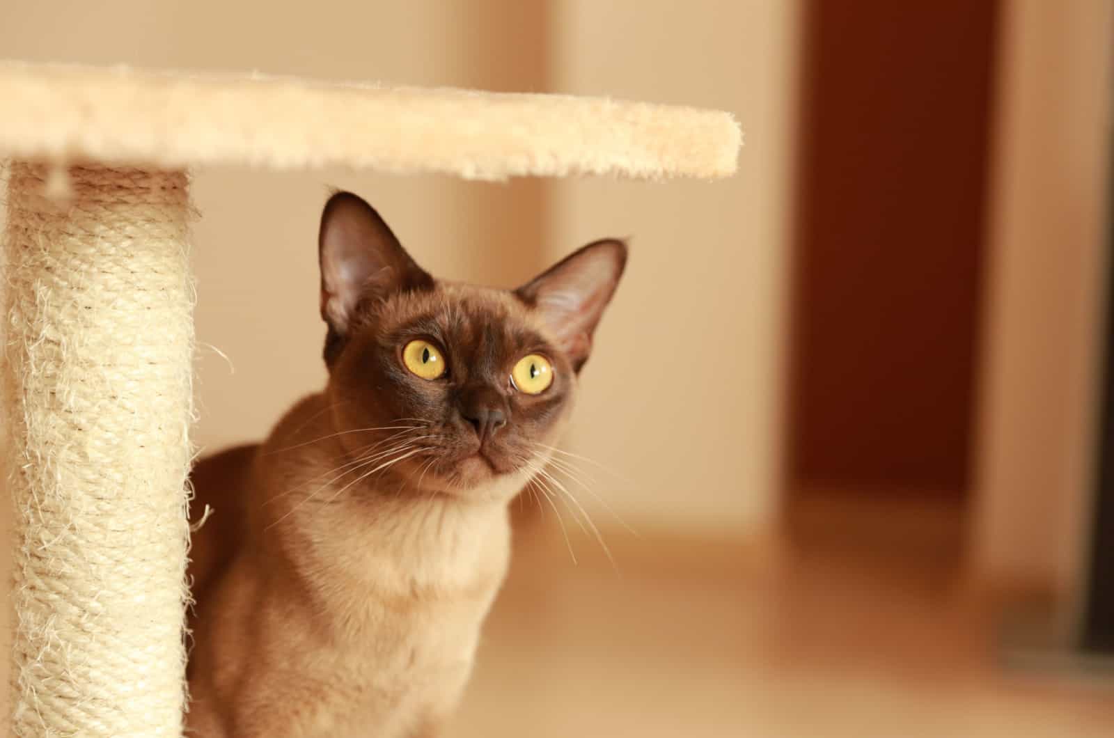 burmese cat with round eyes standing under a cat tree