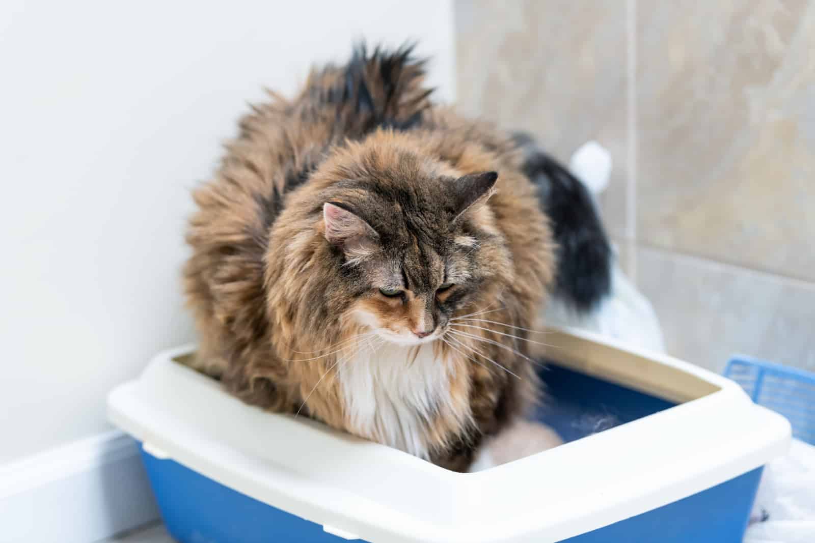 calico maine coon using a litter box