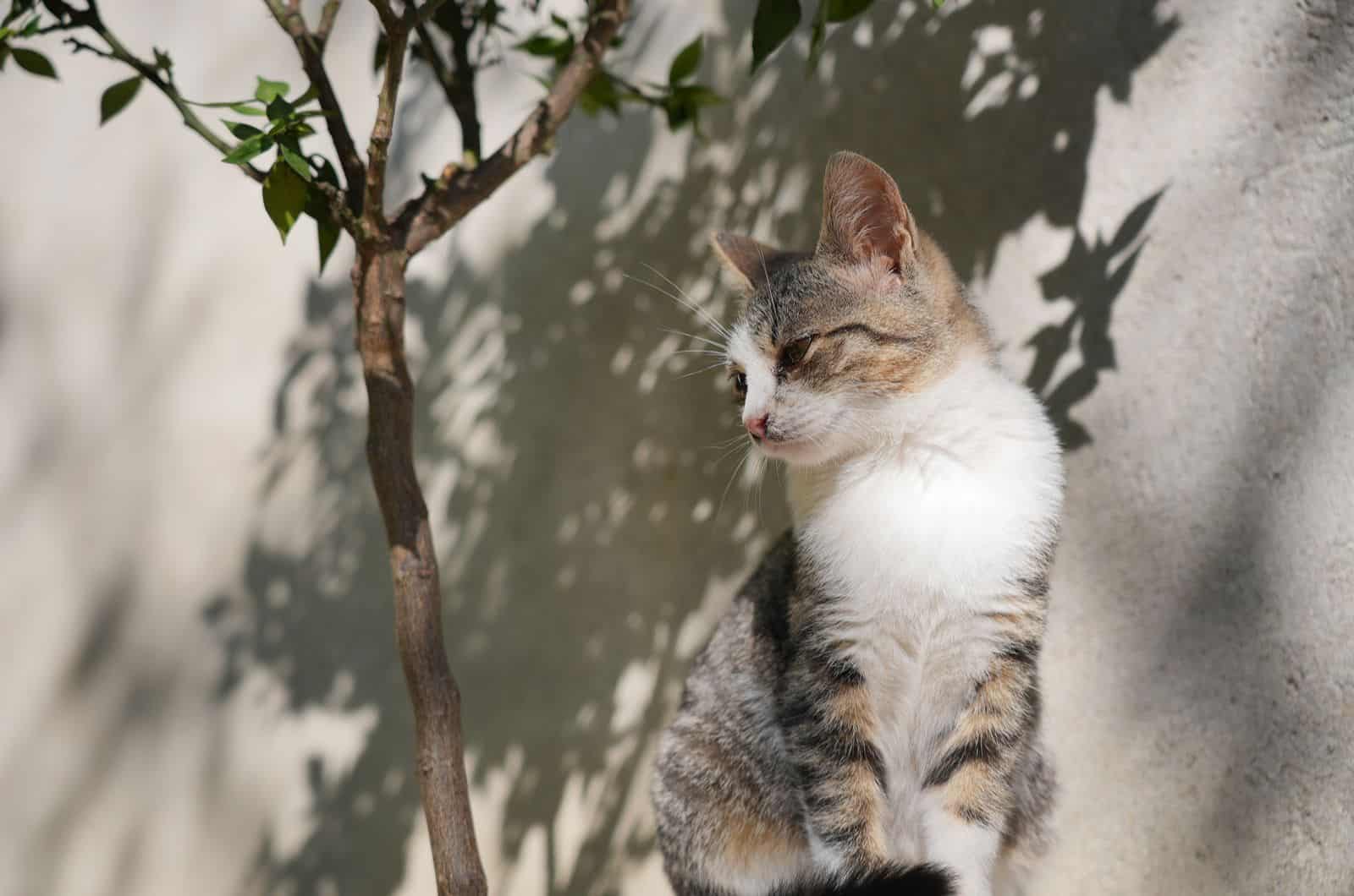 calm cat next to a tree