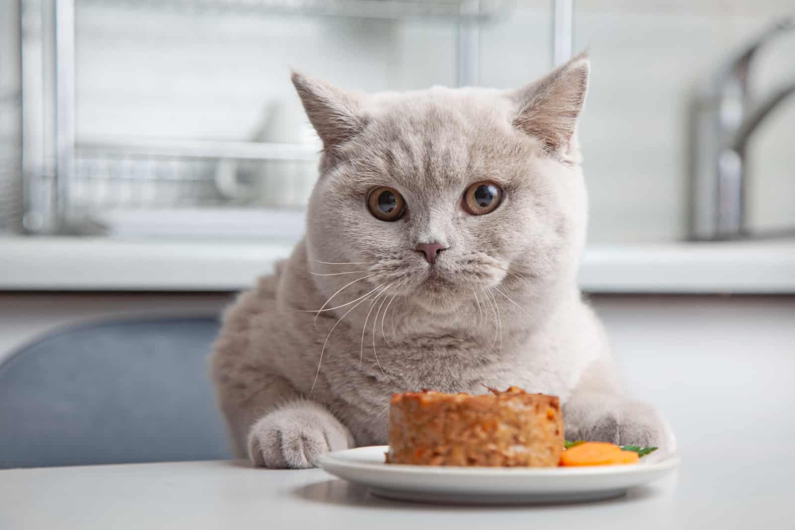cat and plate of pet food in domestic kitchen