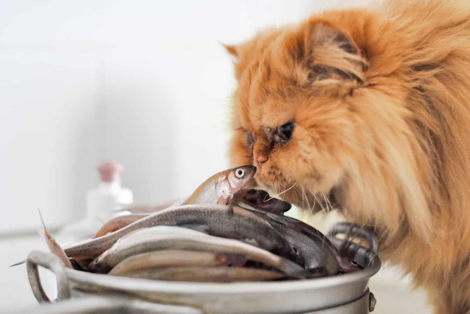 cat eating herring