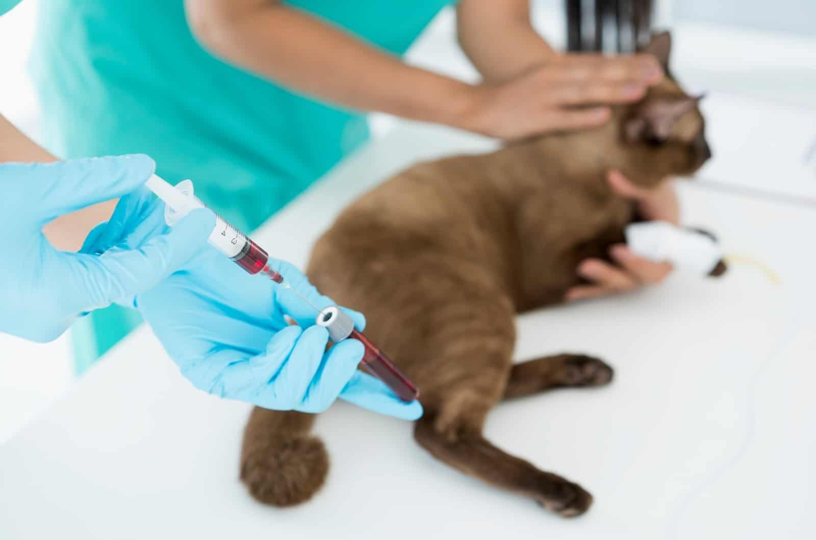 cat getting blood work done