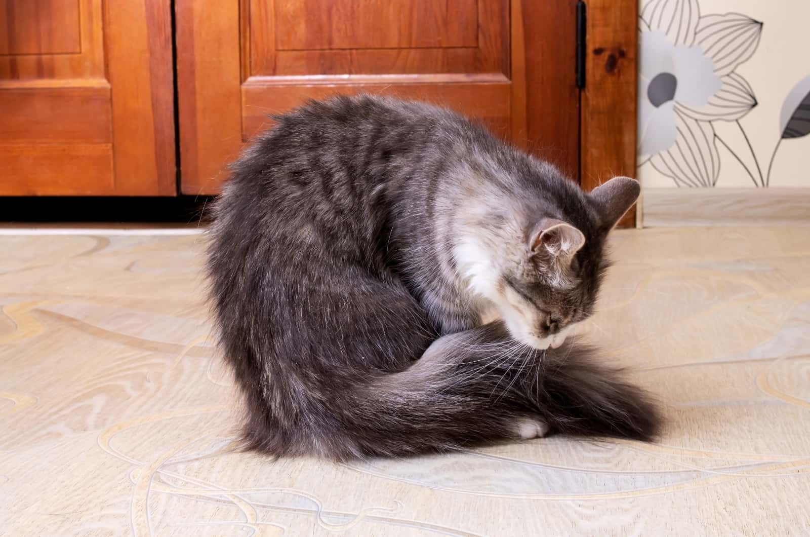 cat licking her tail