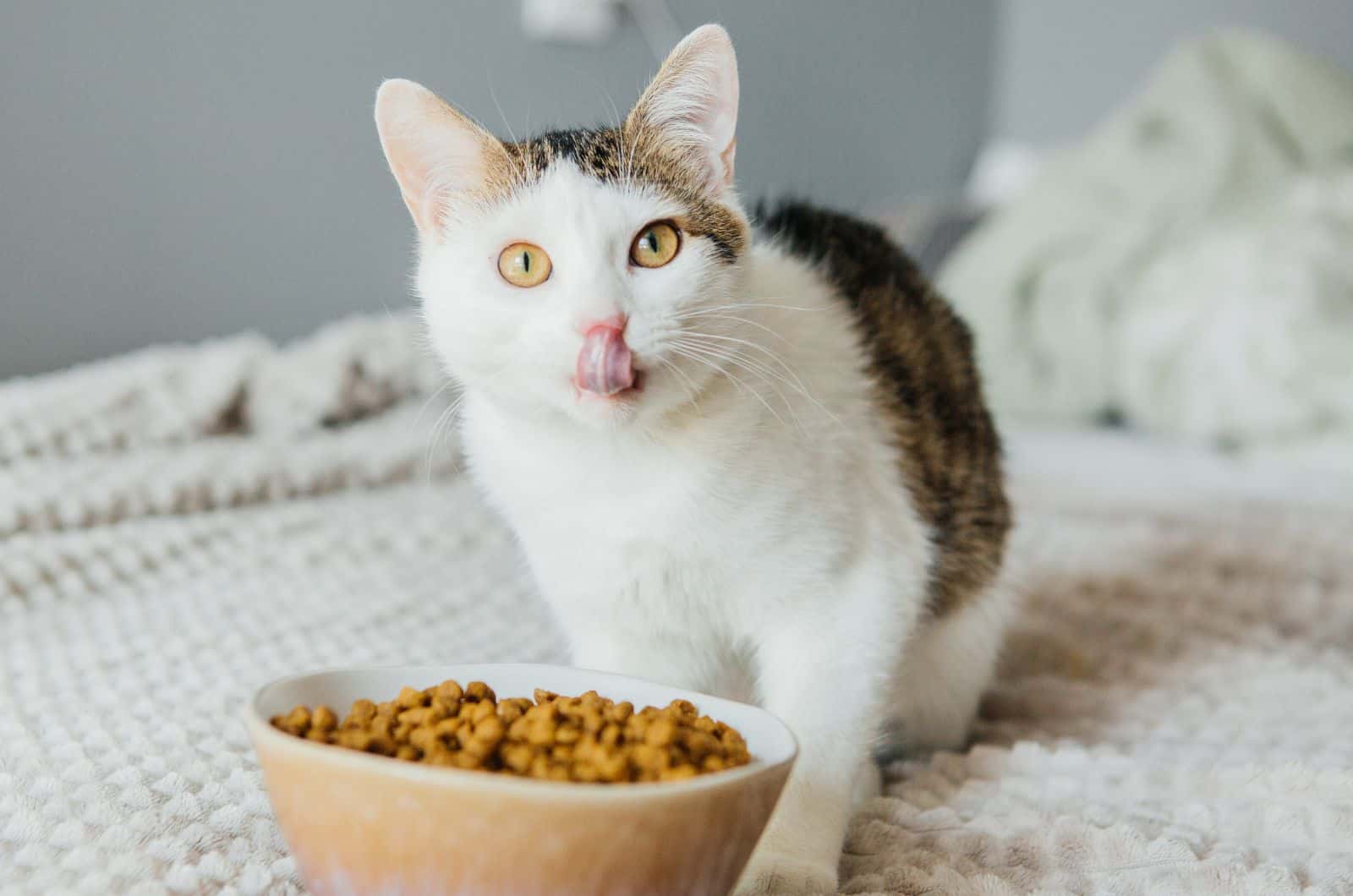 cat on bed eating food