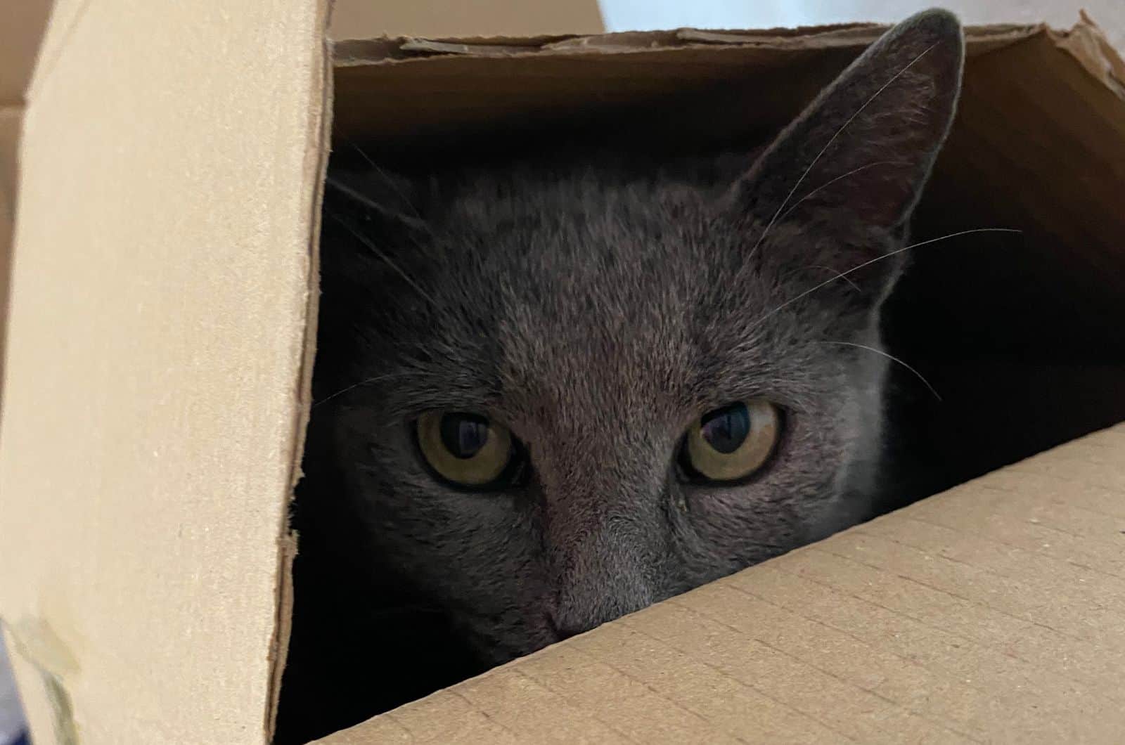 cat peeking from a box