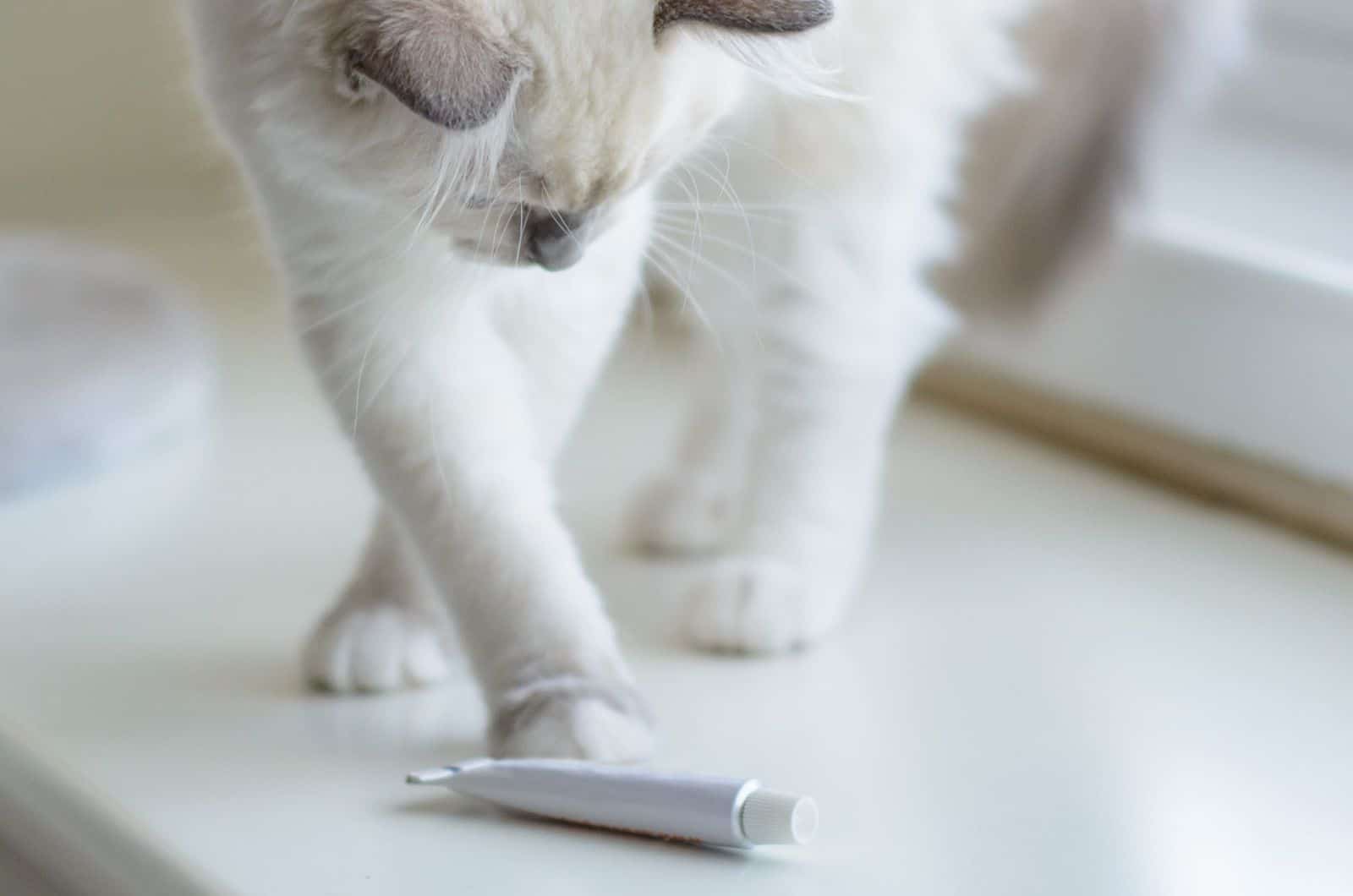 cat playing with ointment