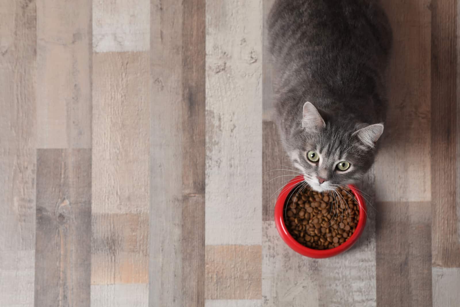 cat ready to eat food