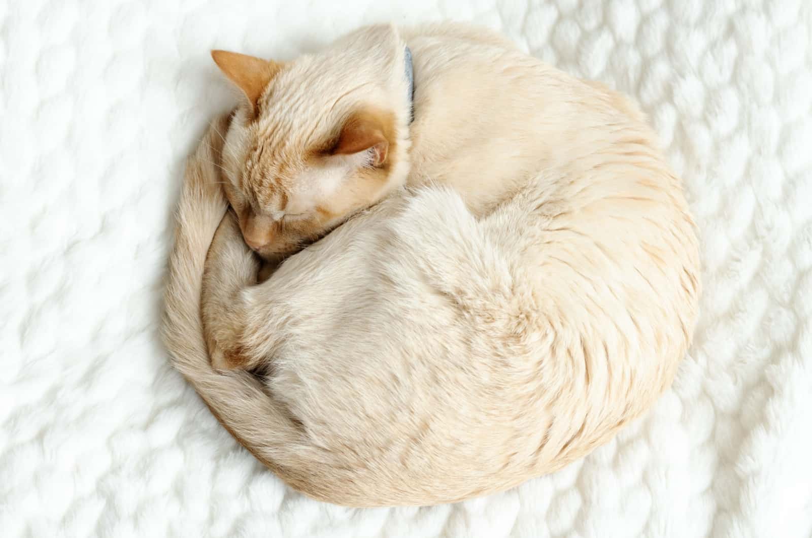 cat sleeping curled up