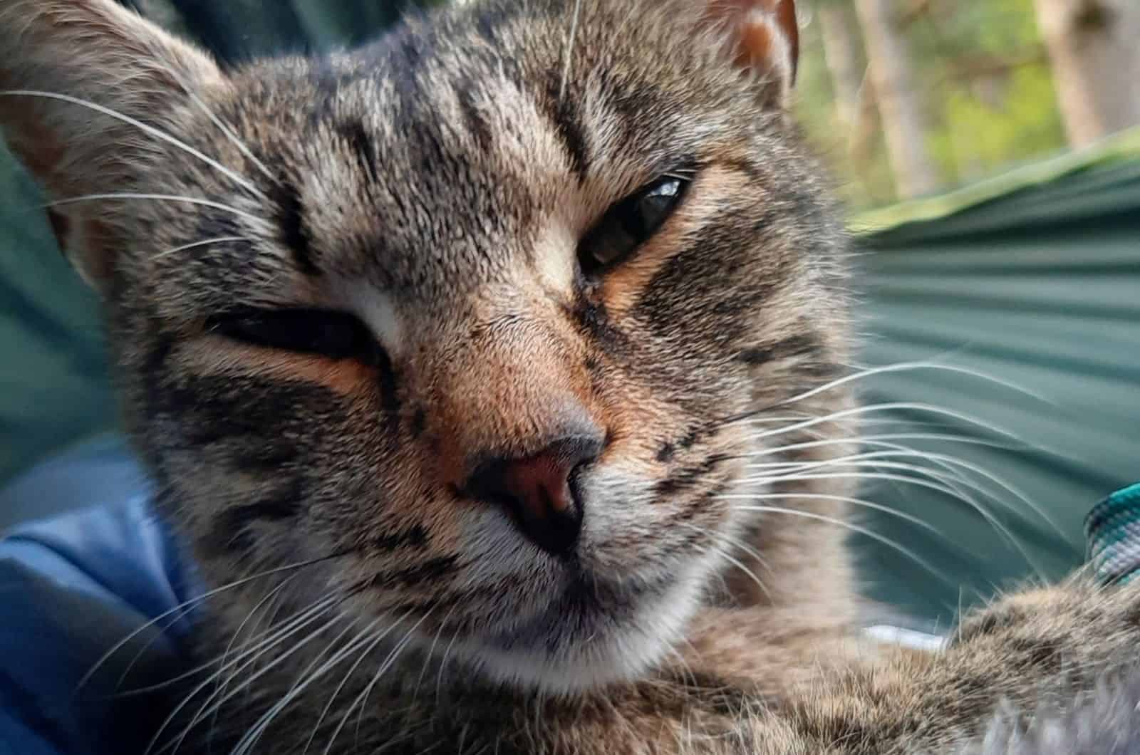 cat squinting