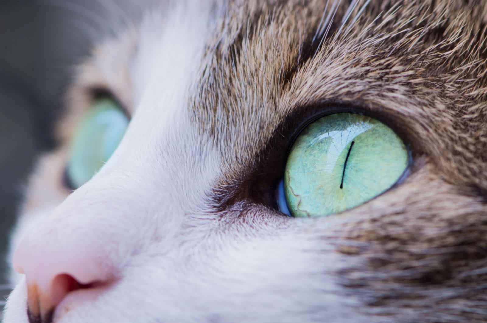 cat with large round green eyes