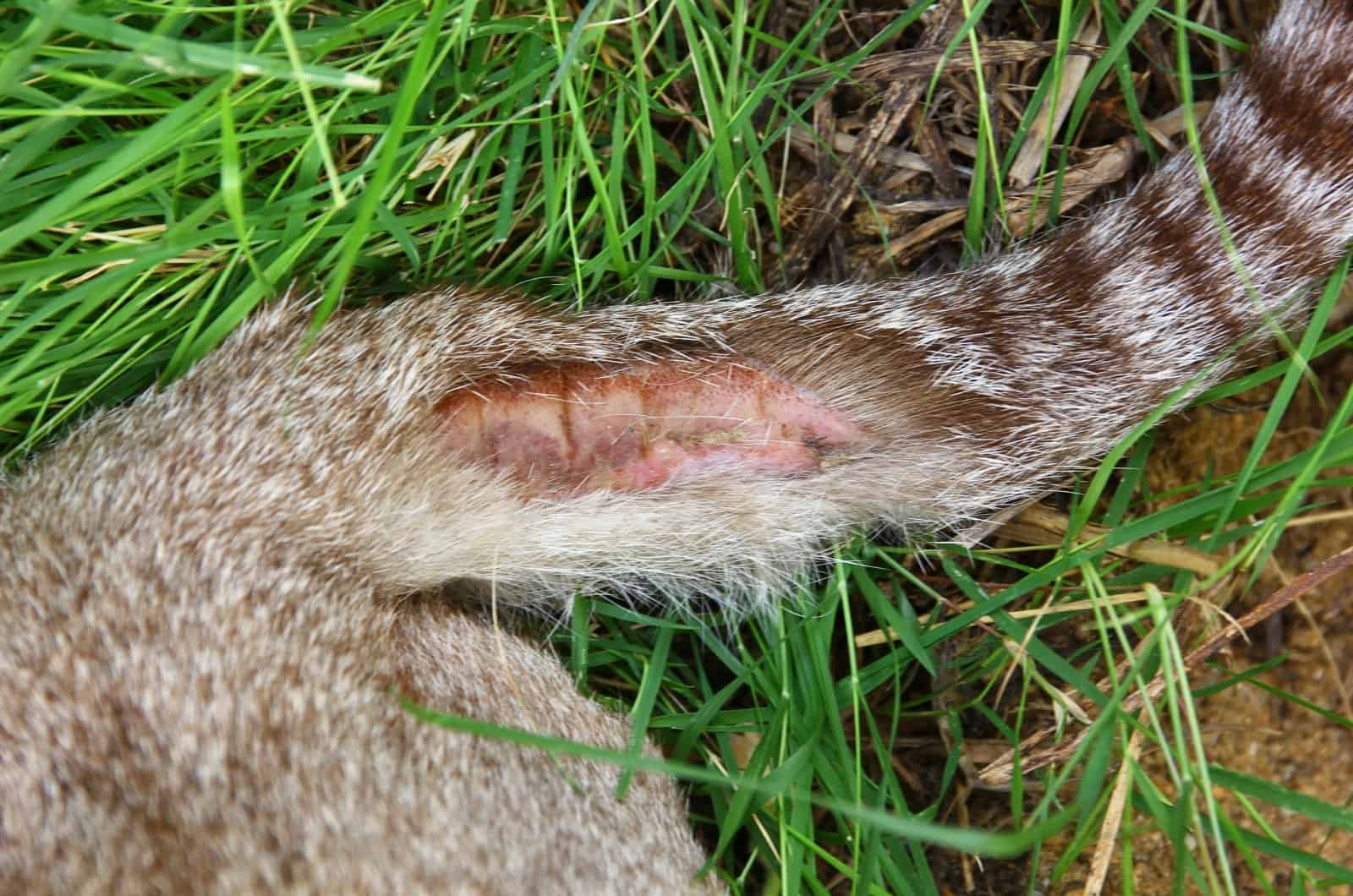 close shot of Cat Abscesses On Tail