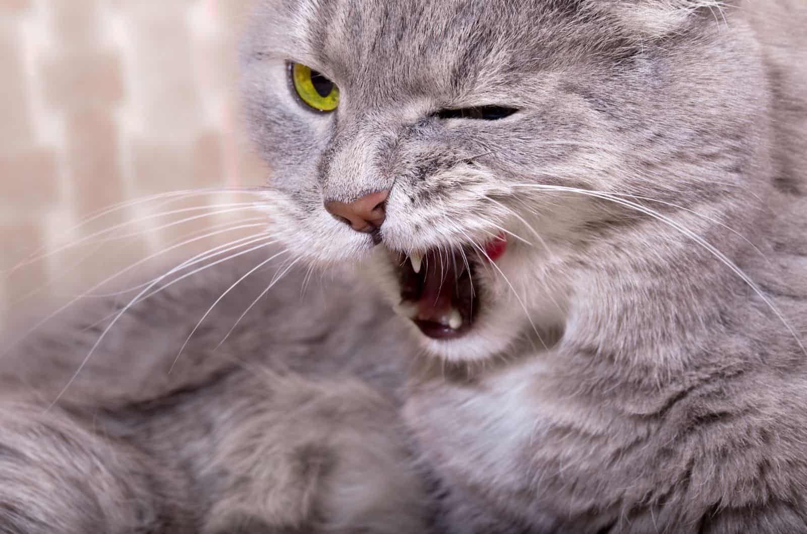 close shot of Cat Coughing