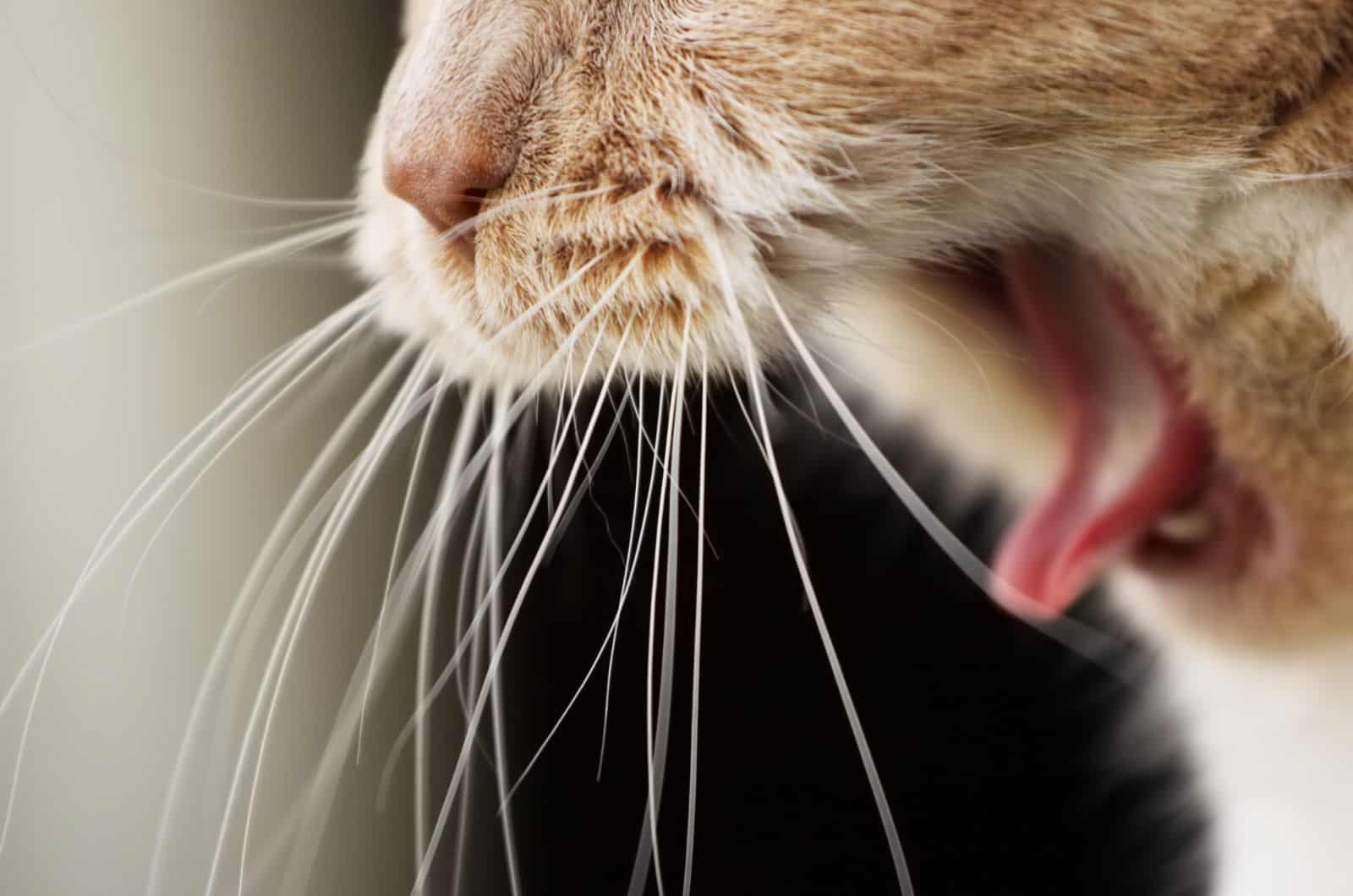 close shot of Cat's mouth while Coughing