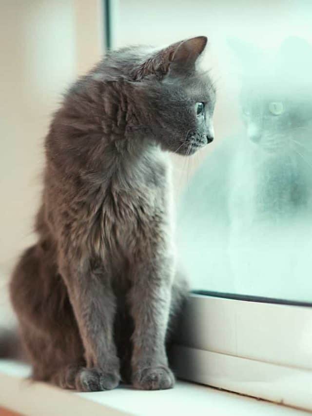 Here Are 5 Reasons Why Your Indoor Cat Wants To Go Outside