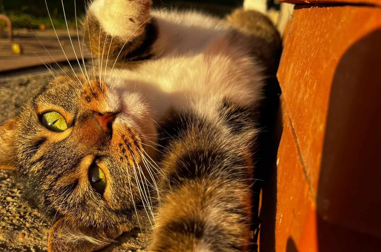 cuddly cat photographed during golden hour