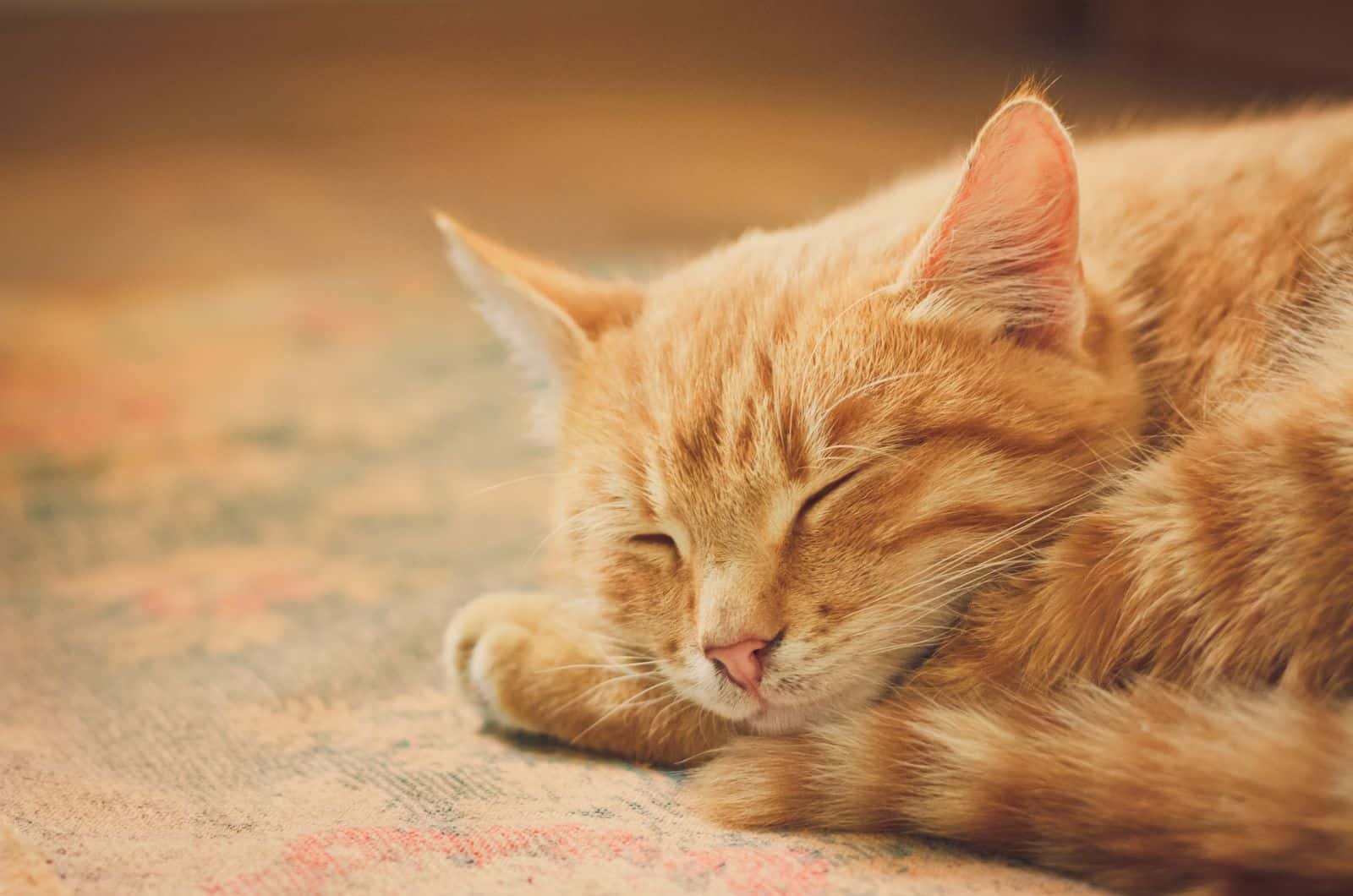 cute Tabby Cat sleeping