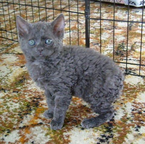 cute Tasman Manx cat.