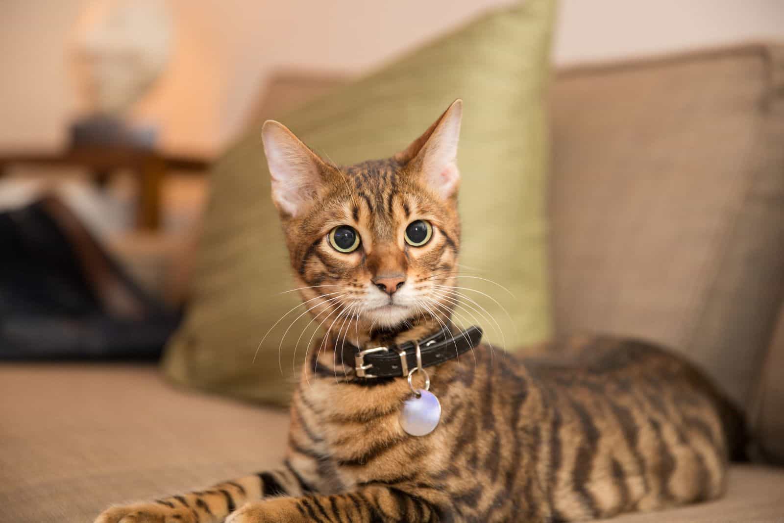 cute Toyger cat sitting on the couch