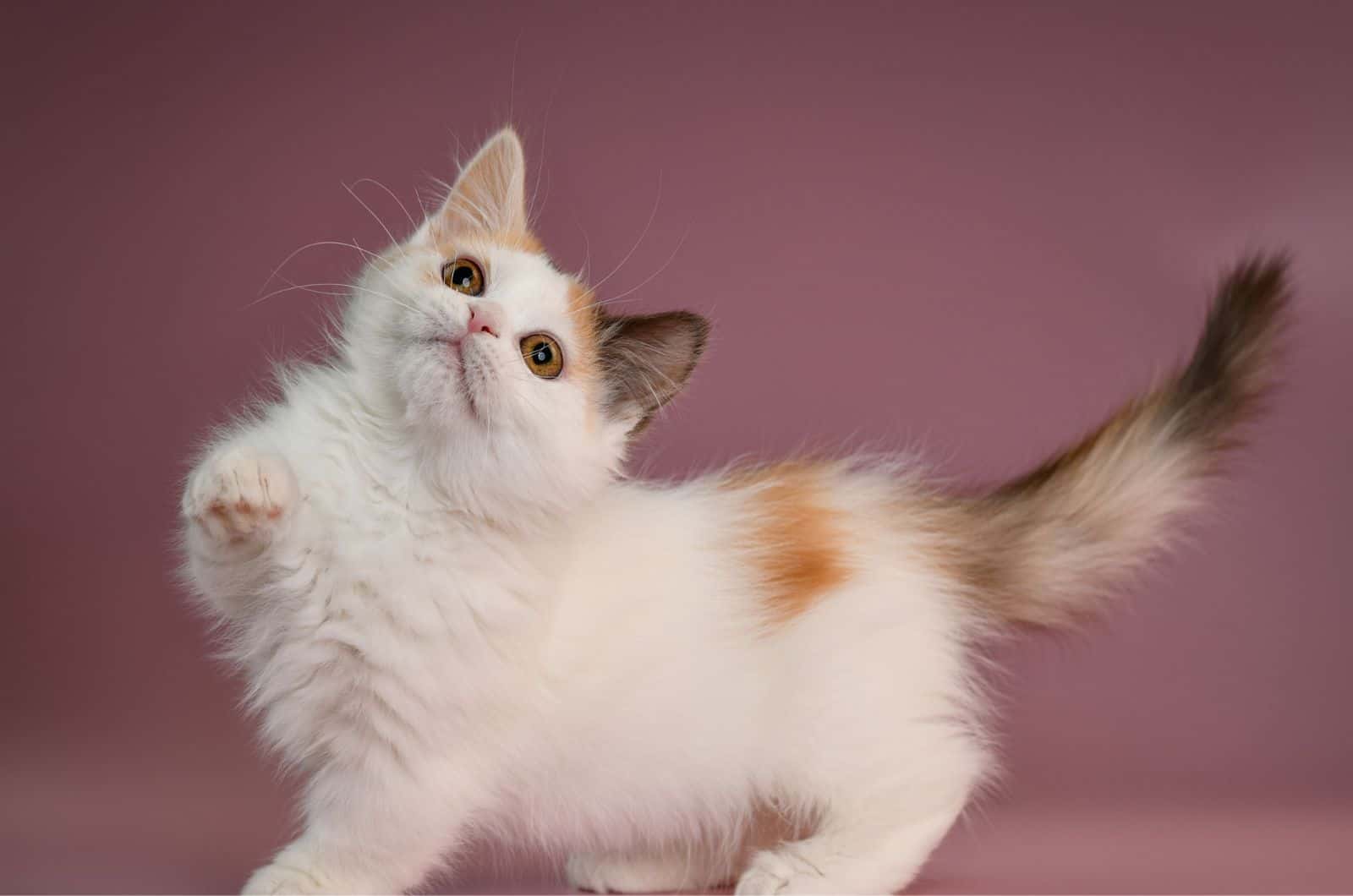 cute adorable little munchkin kitten