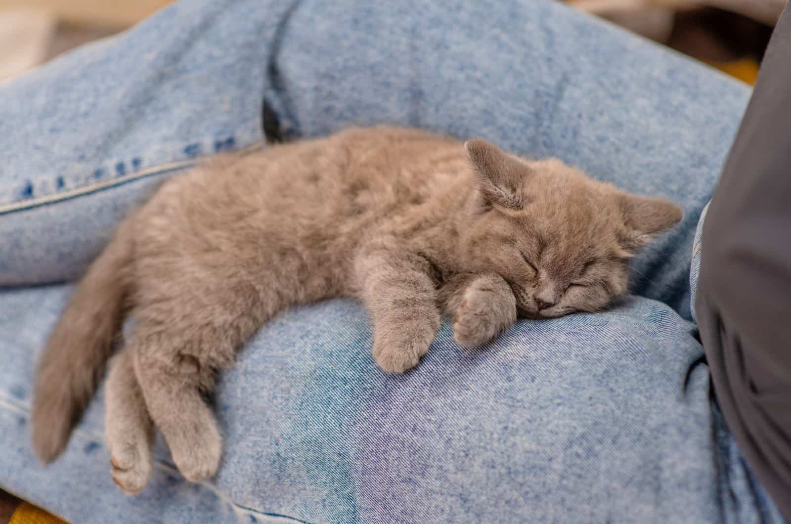 cute grey Cat sleeping on owner's lap