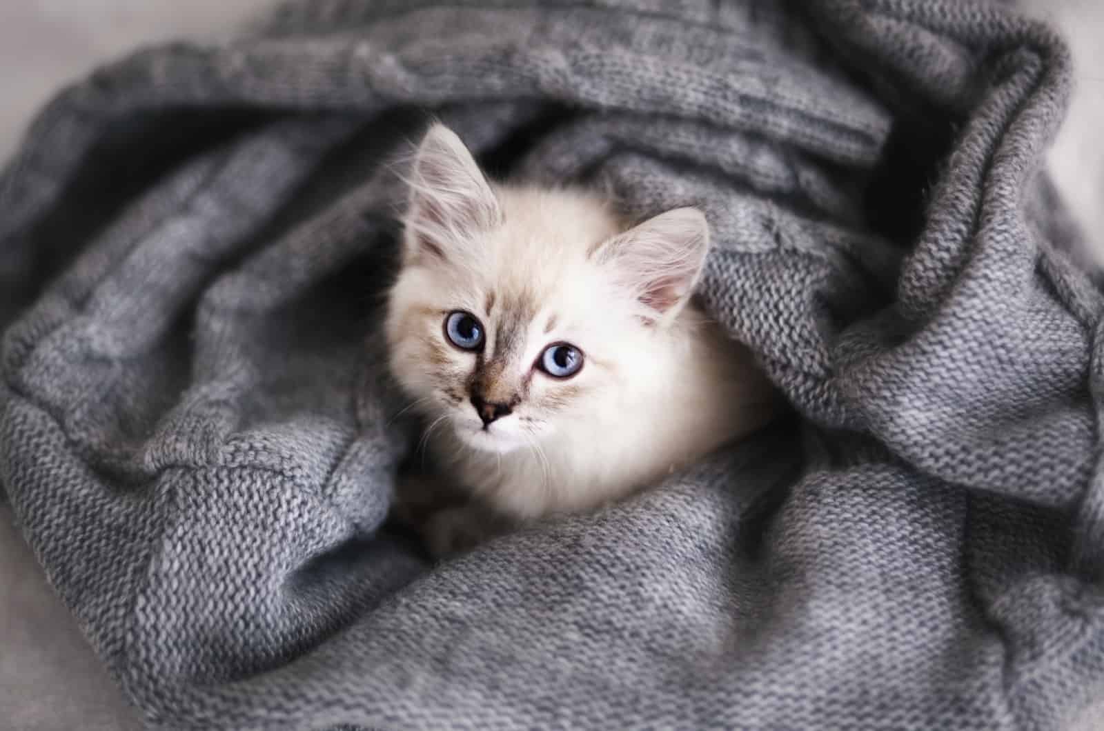 cute kitten wrapped up in blanket
