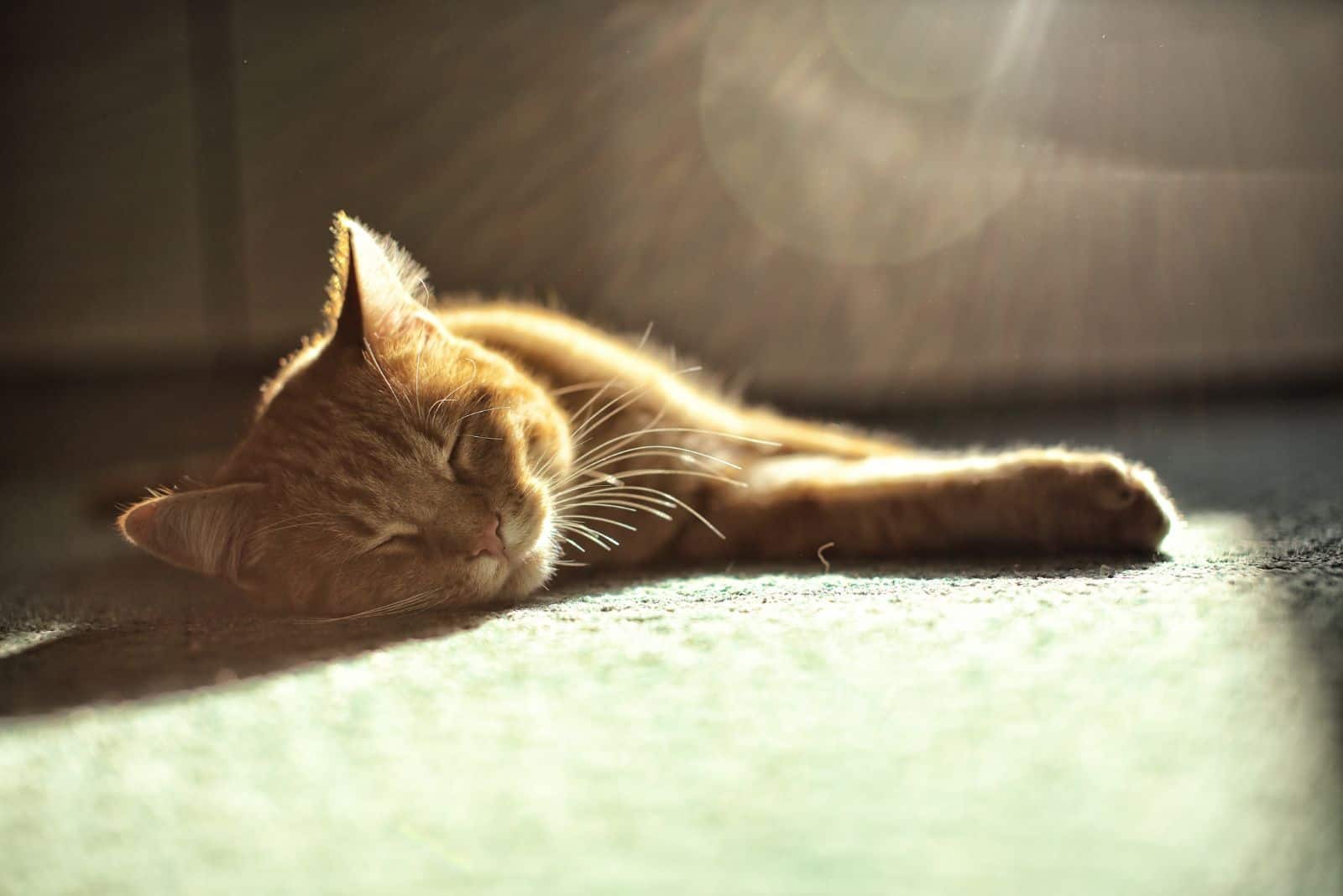 cute yellow cat sleeping on the floor.