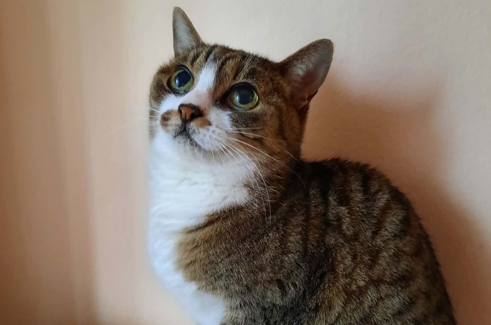 domestic tabby cat with large round eyes