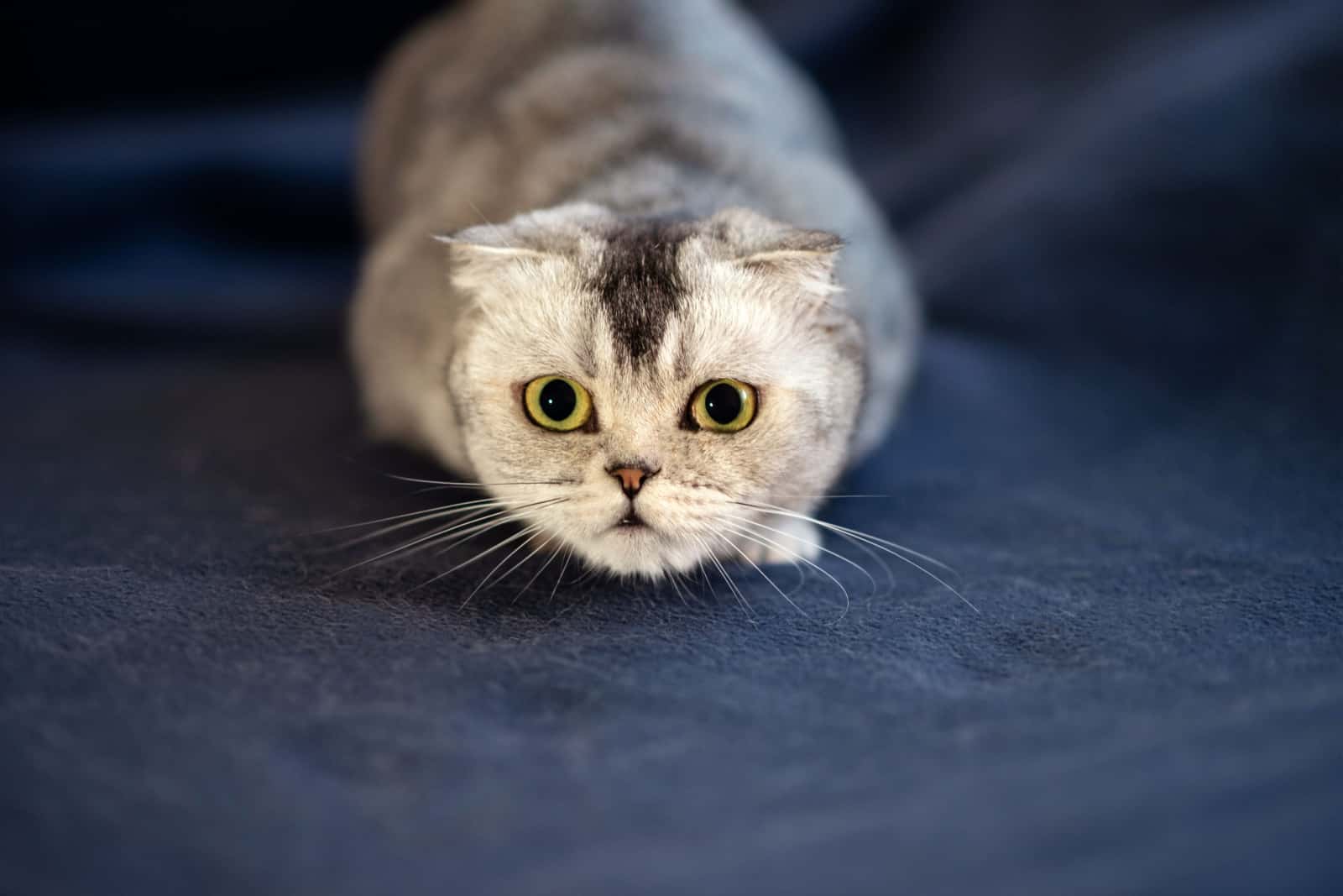 excited cat with dilated eyes