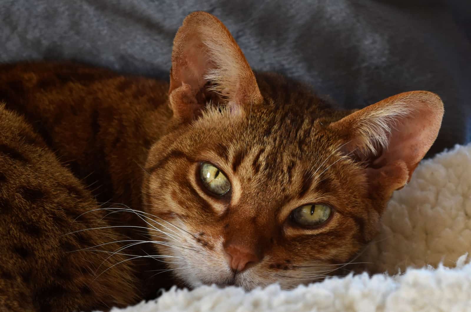 face portrait of an ocicat with almond shaped eyes