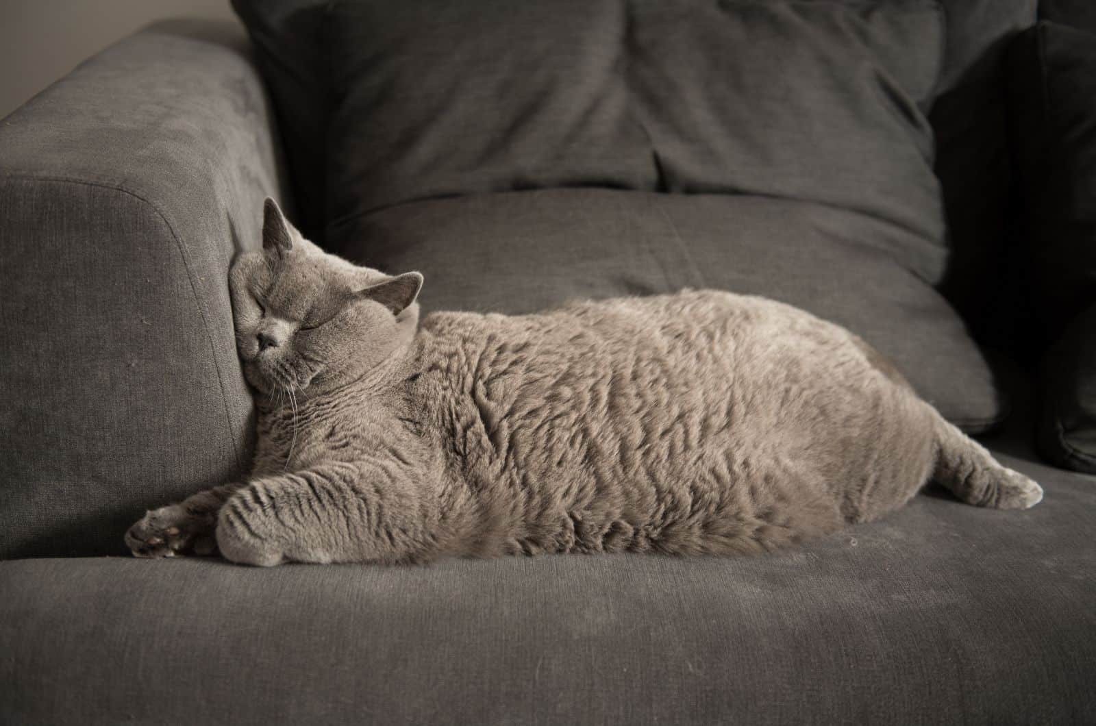 fat cat sleeping on sofa
