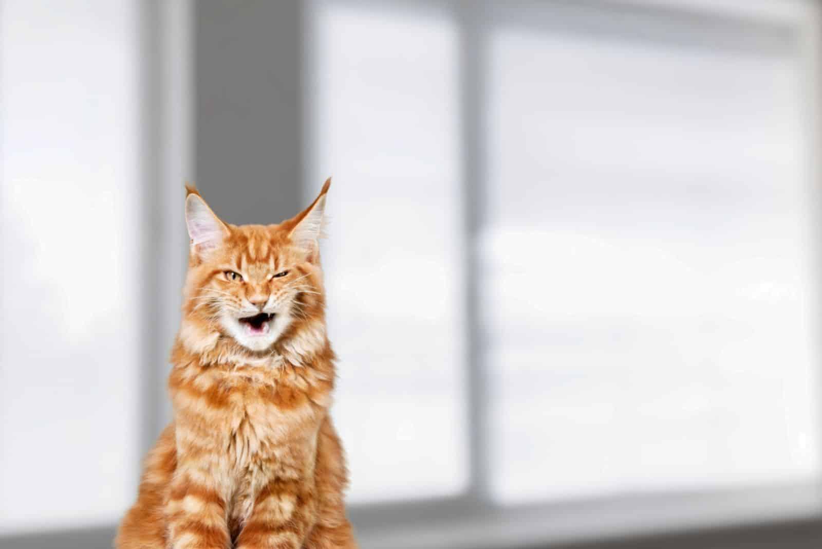 ginger cat chirping