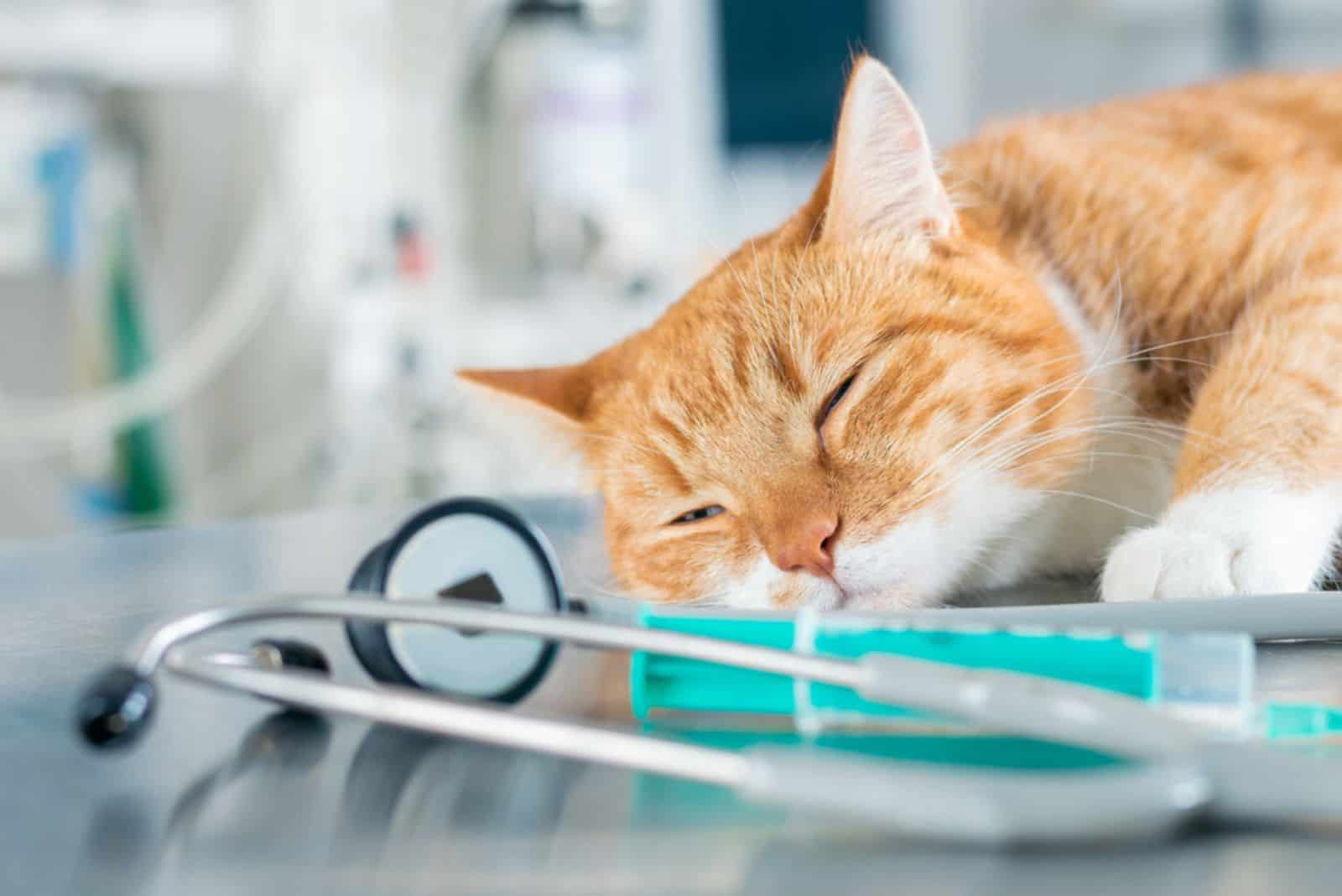  ginger sleeping cat lying on a table near a syringe and a stethoscope