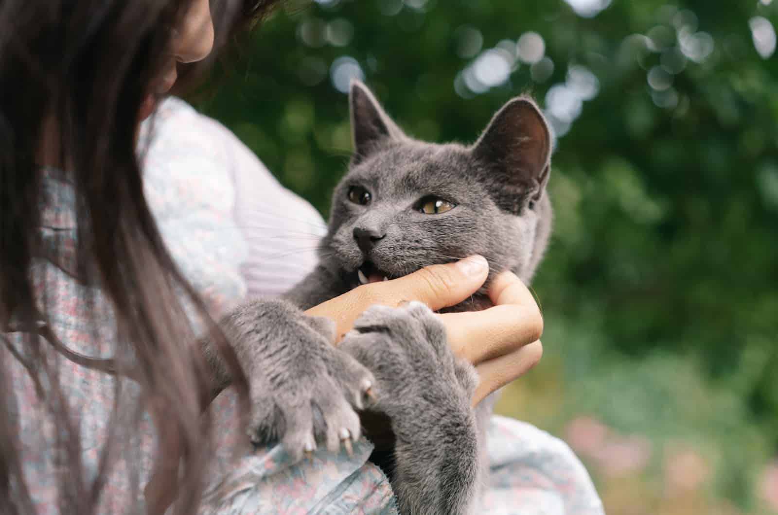gray cat playing with owner