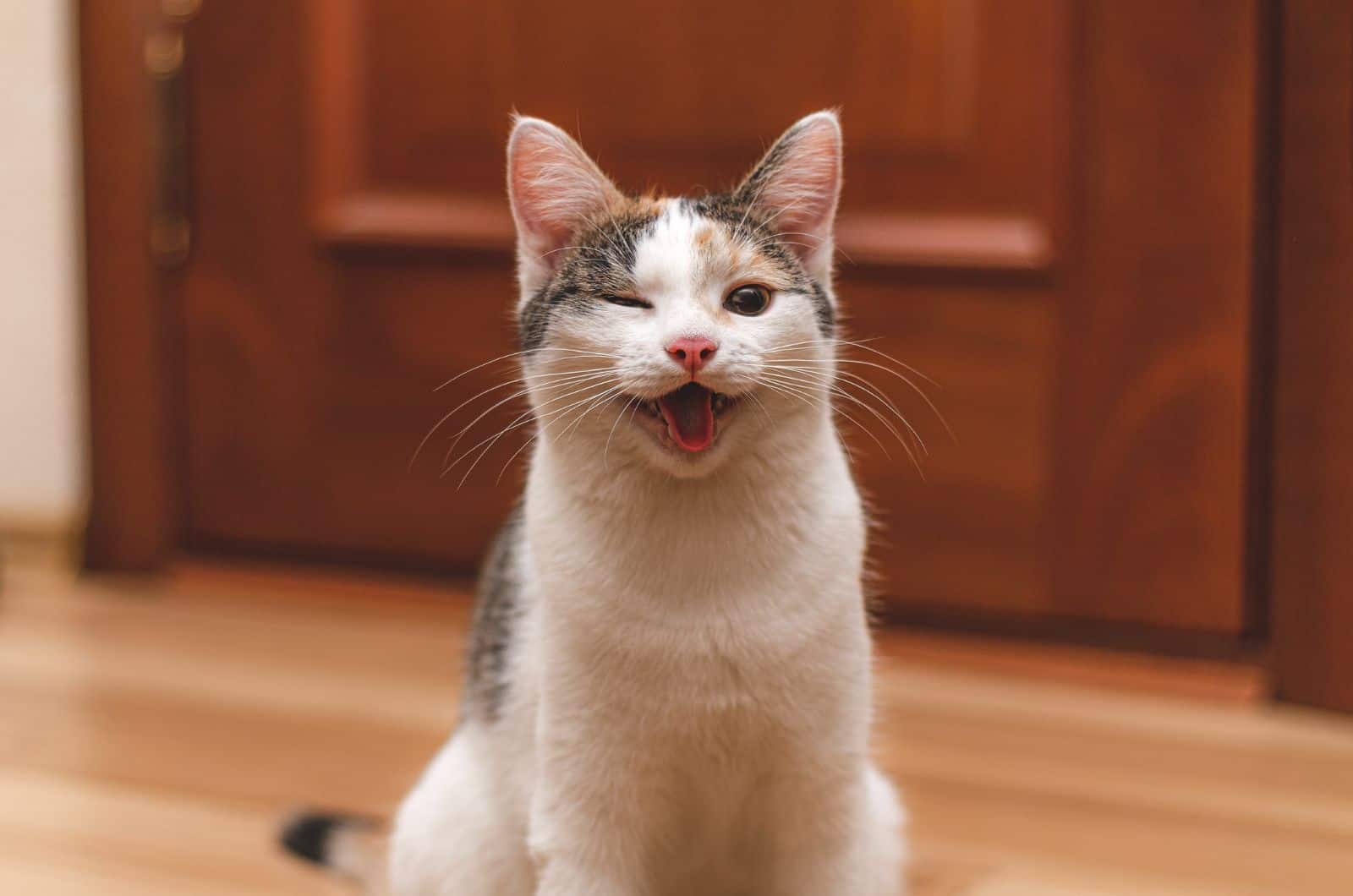 grey and white Cat Coughing