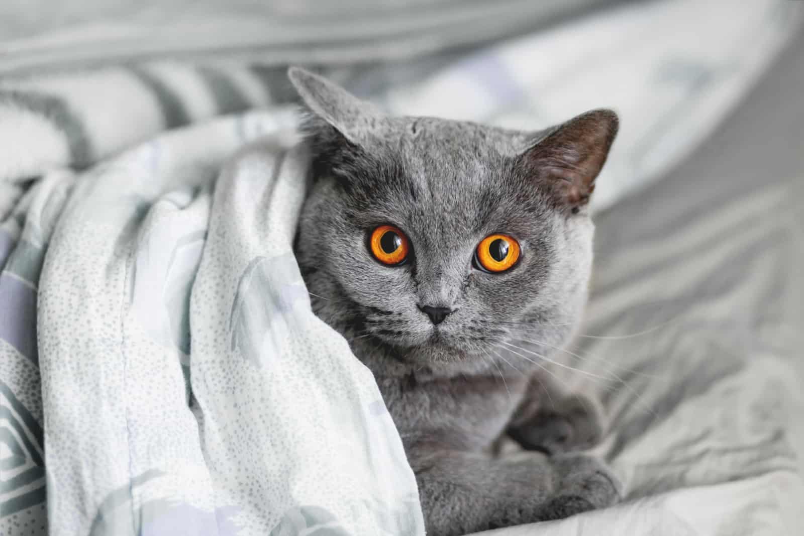 grey british shorthair cat with large round eyes covered with a blanket