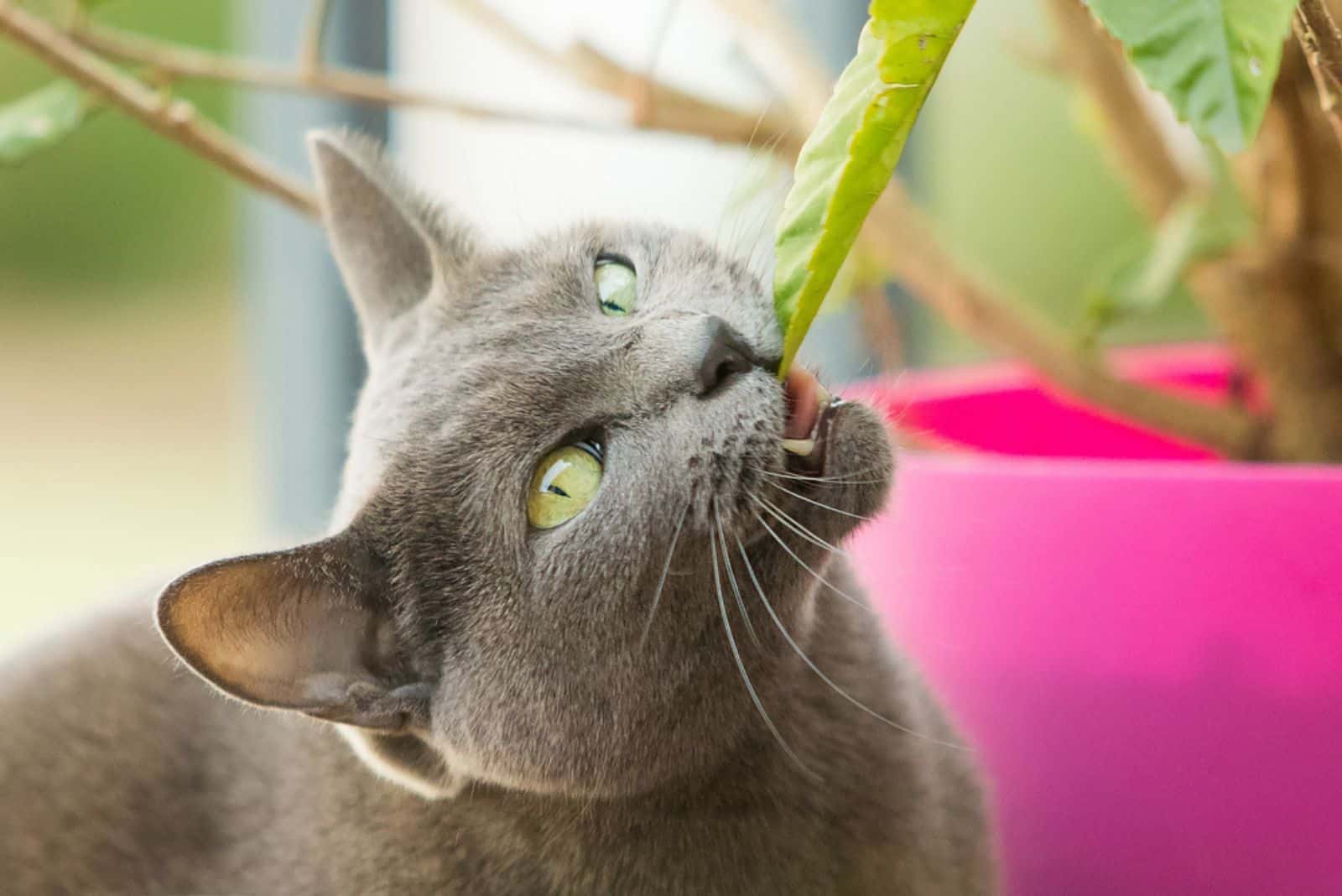 grey cat biting a leaf