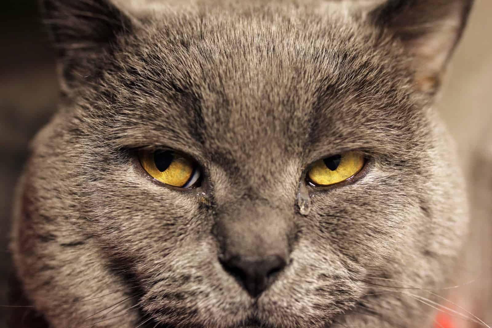 grey cat crying