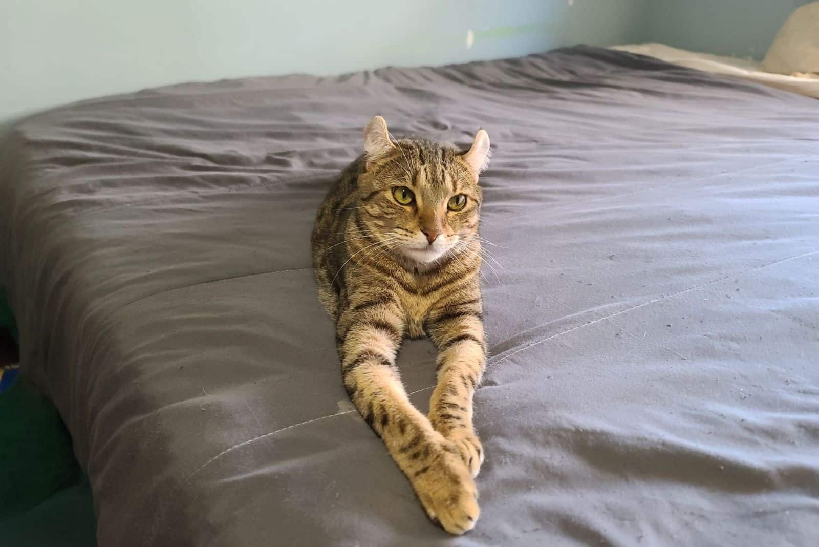 highlander cat resting on a bed