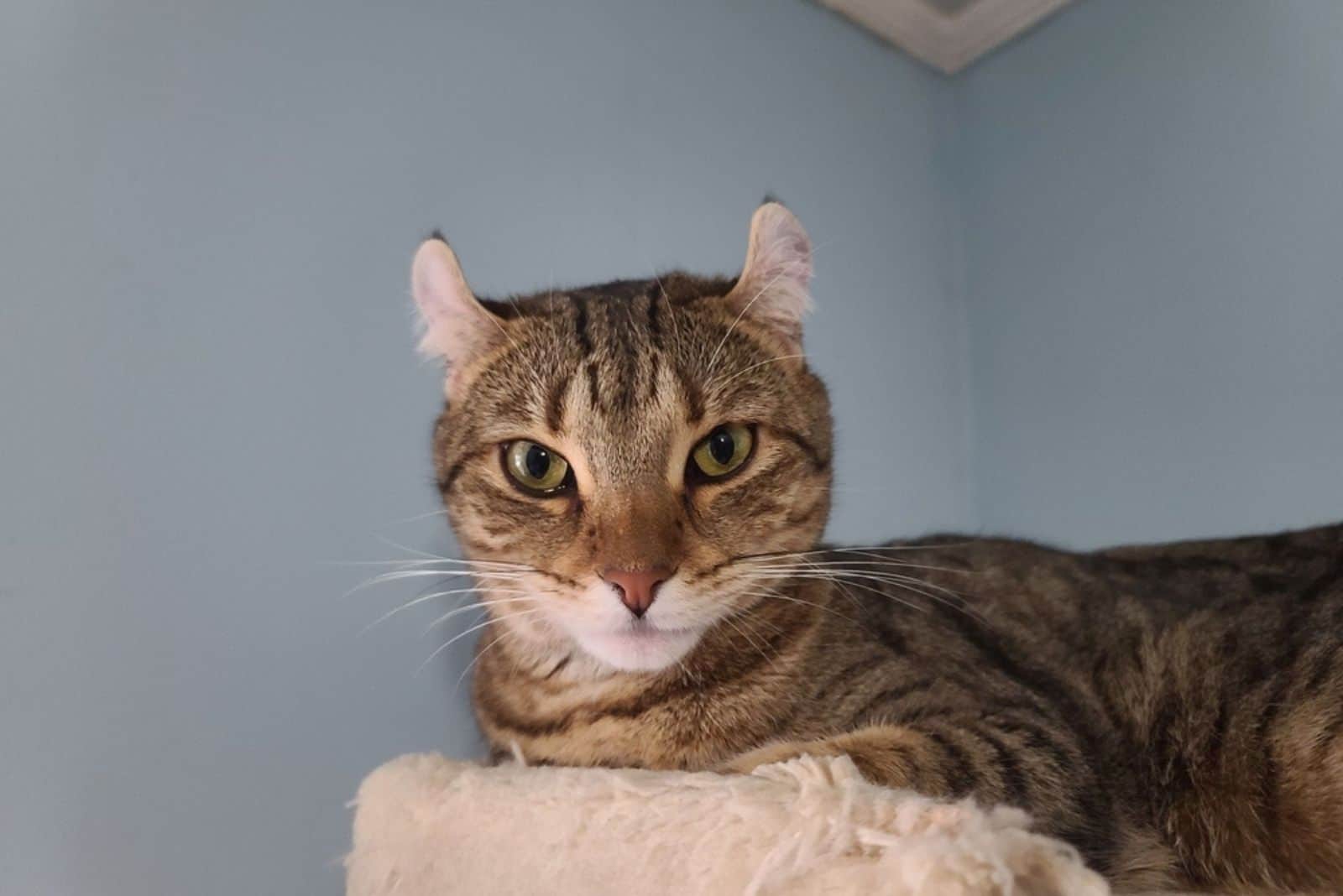 highlander cat sitting atop a cat tower