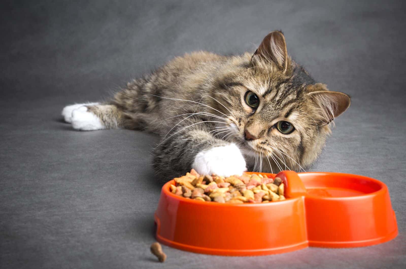 kitten eating foor from orange bowl