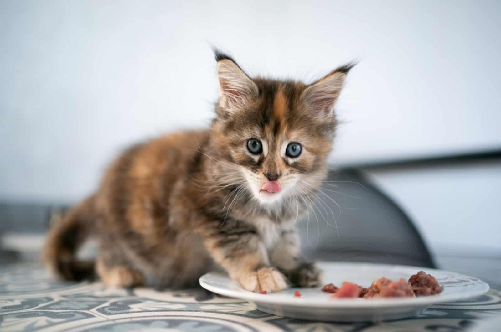 cute tri-color kitten eating raw food on a plate 