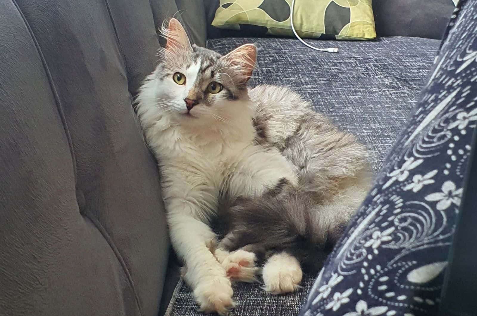 long haired domestic cat